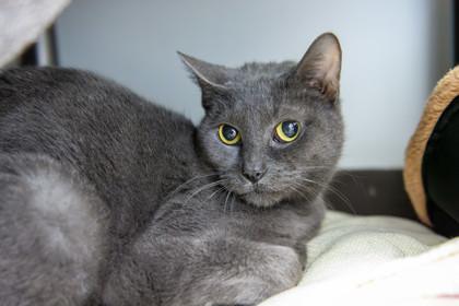 Skip-It, Adoptable, Adult Female Domestic Short Hair & Domestic Short Hair.
