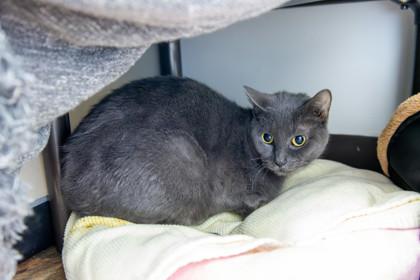 Enlarge Skip-It, a Adoptable Domestic Short Hair in Ringoes, NJ image 2/3