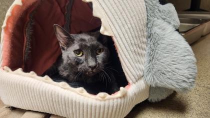 Enlarge Skip-It, a Adoptable Domestic Short Hair in Ringoes, NJ image 3/3
