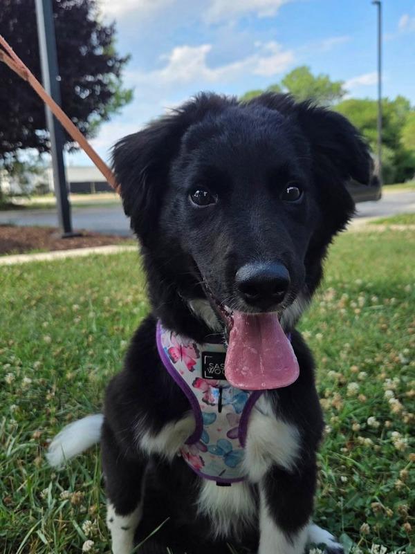Tucker, Adoptable, Young Male Border Collie.
