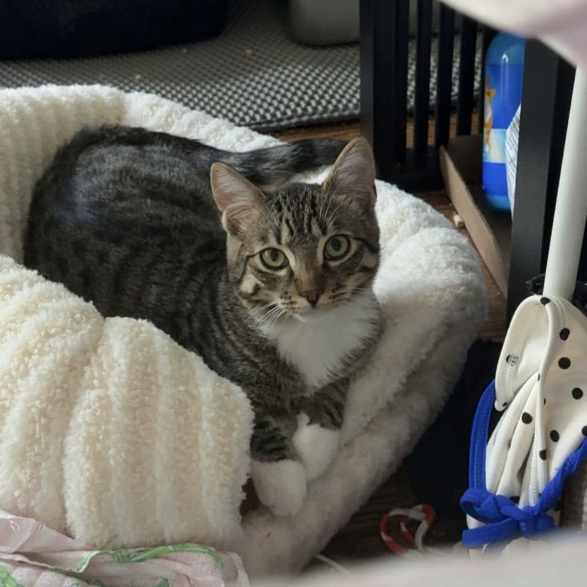 Enlarge Cedar, a Adoptable Domestic Short Hair in Gladstone, OR image 1/1