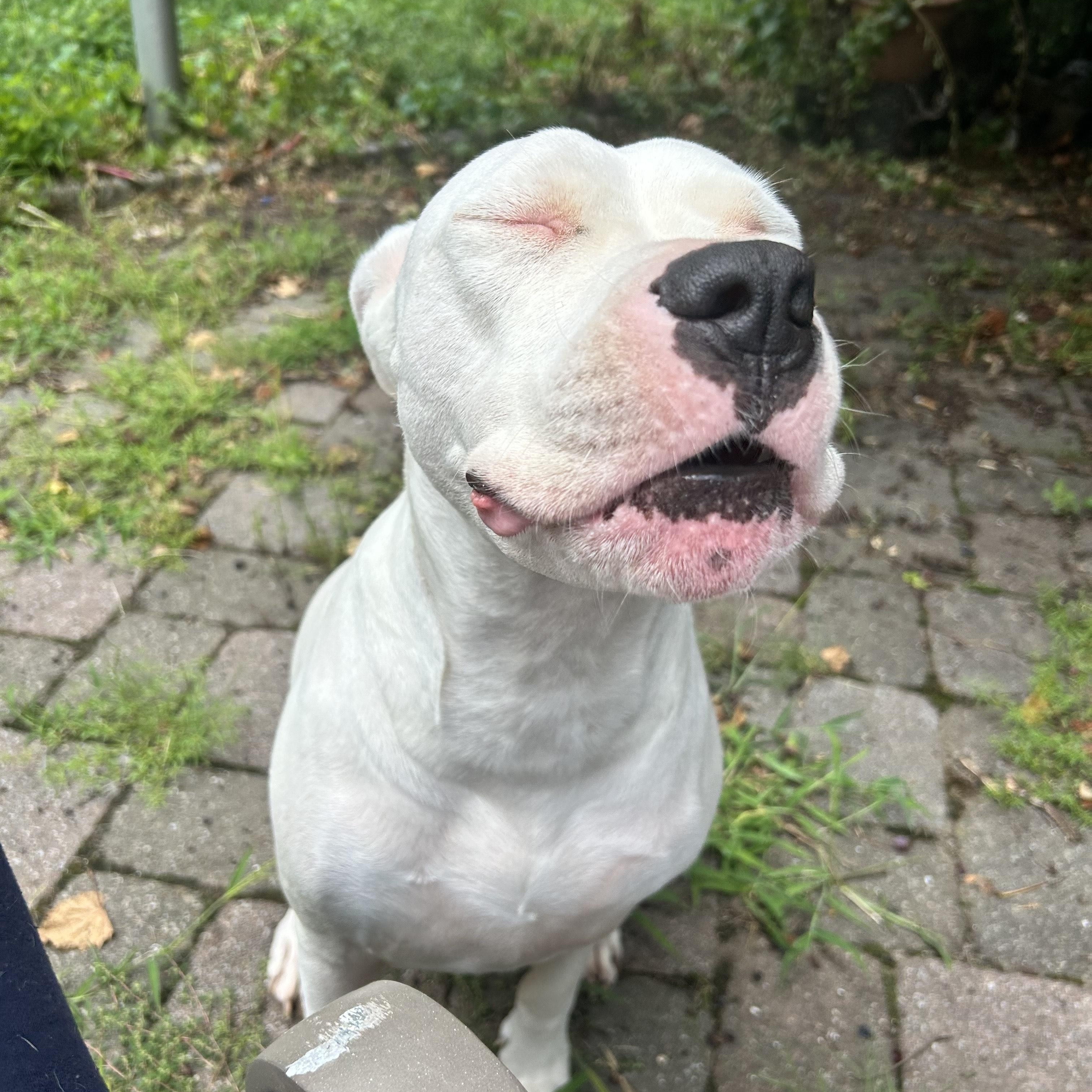 Enlarge LUNA, a Adoptable Dogo Argentino in Waldwick, NJ image 1/4