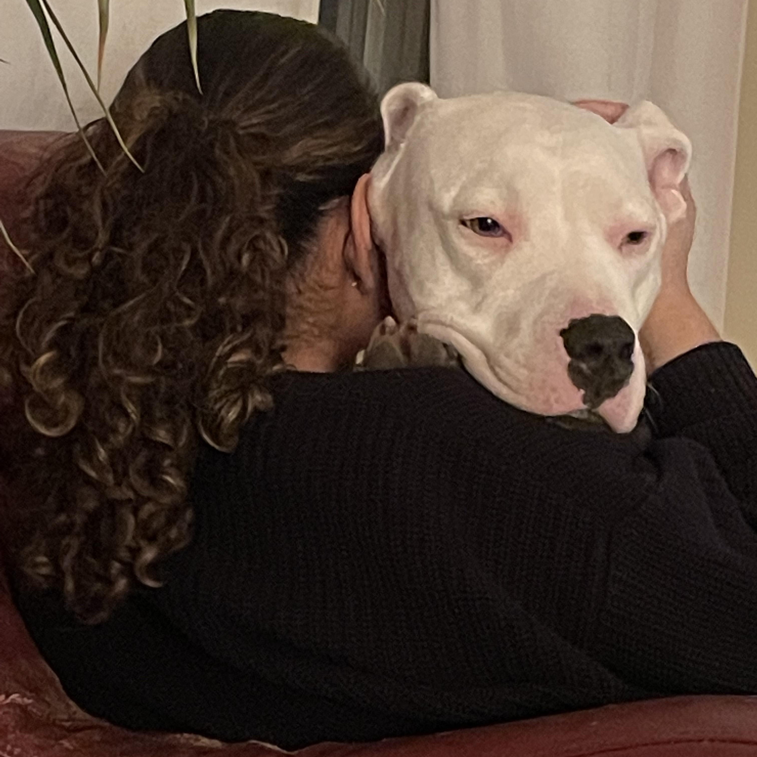Enlarge LUNA, a Adoptable Dogo Argentino in Waldwick, NJ image 2/4