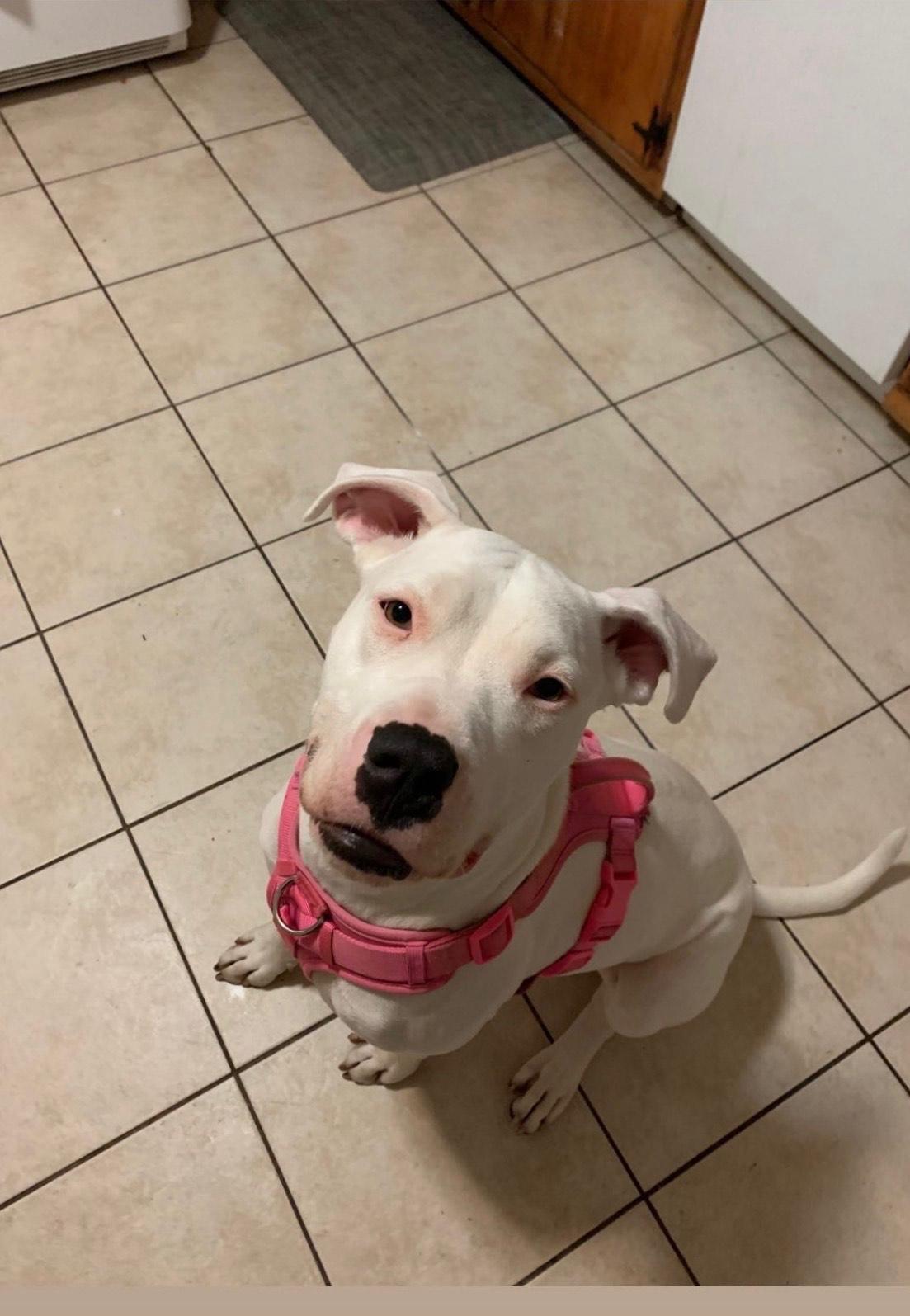 Enlarge LUNA, a Adoptable Dogo Argentino in Waldwick, NJ image 3/4