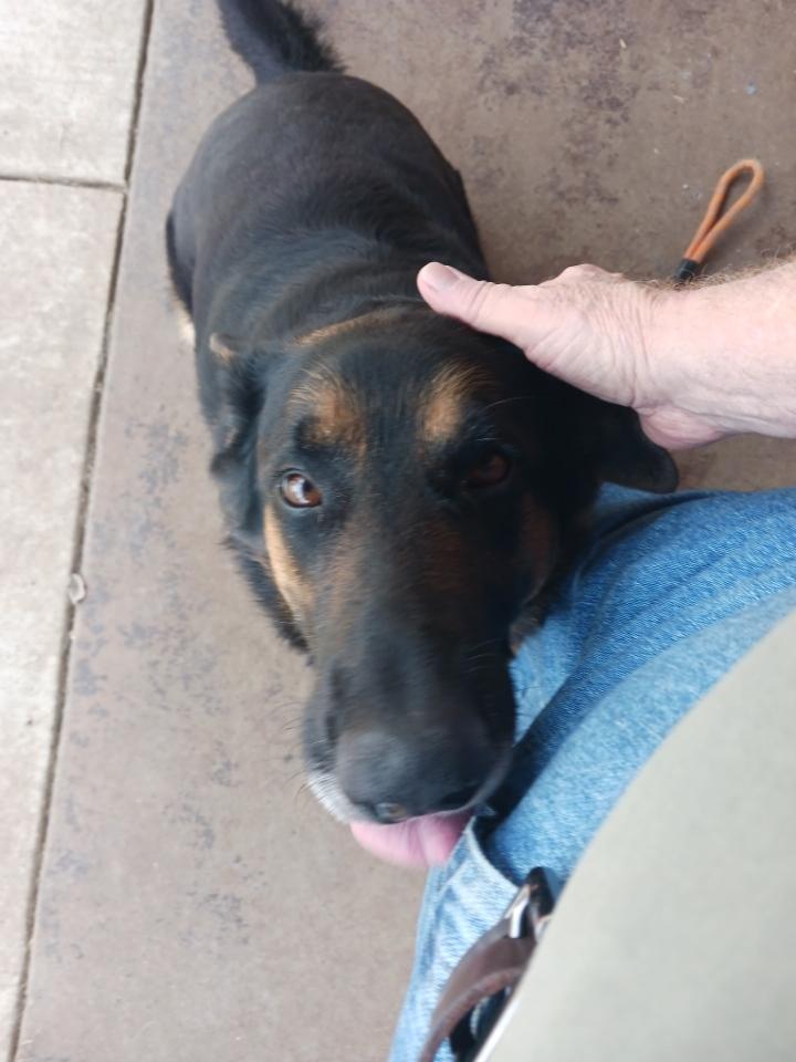 Rocky ( Mr Affection ), a Adoptable German Shepherd Dog in Green bay , WI image 3/6