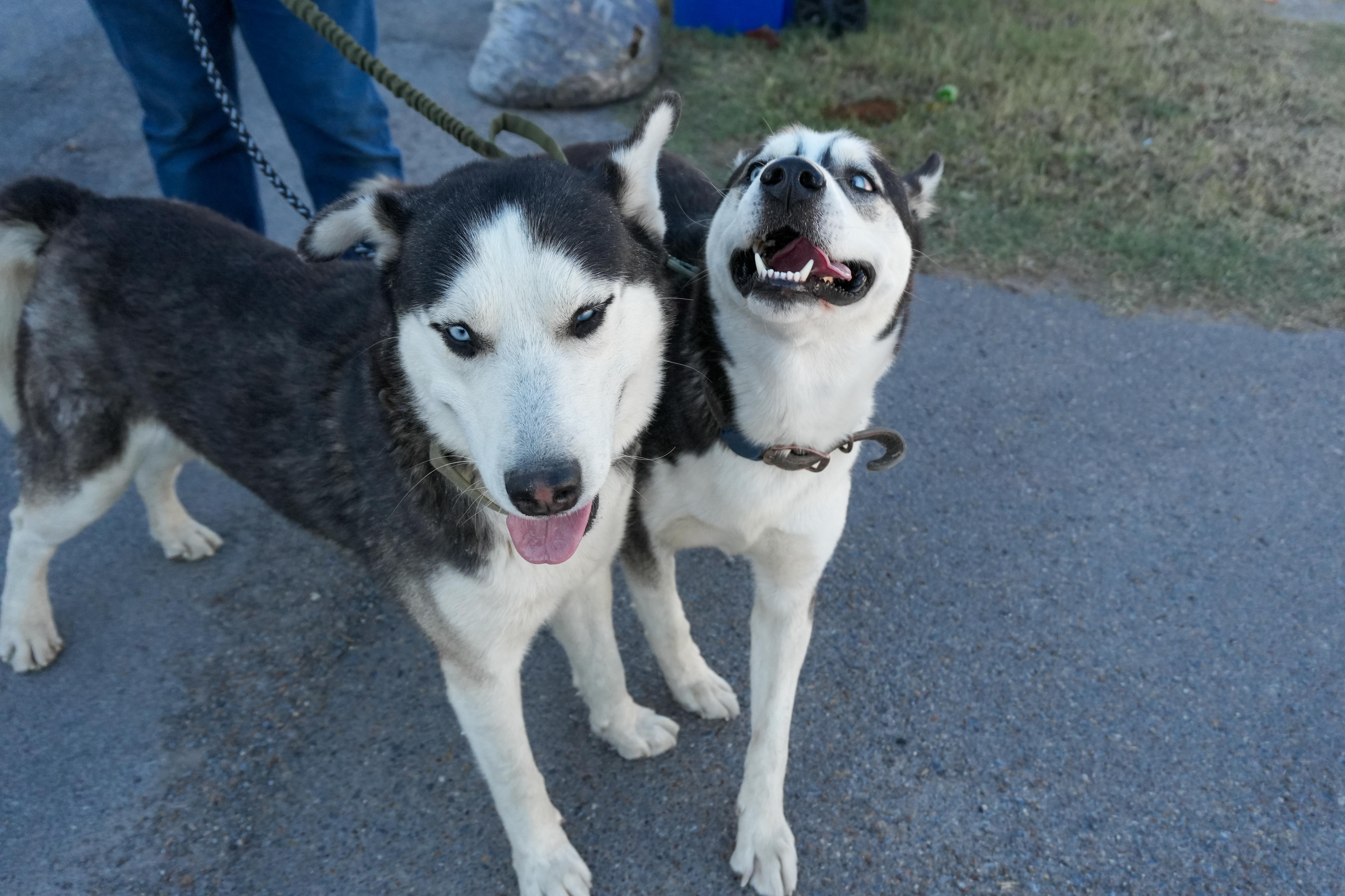 Enlarge Oreo, a ADOPTABLE Husky in MISSION, TX image 3/6