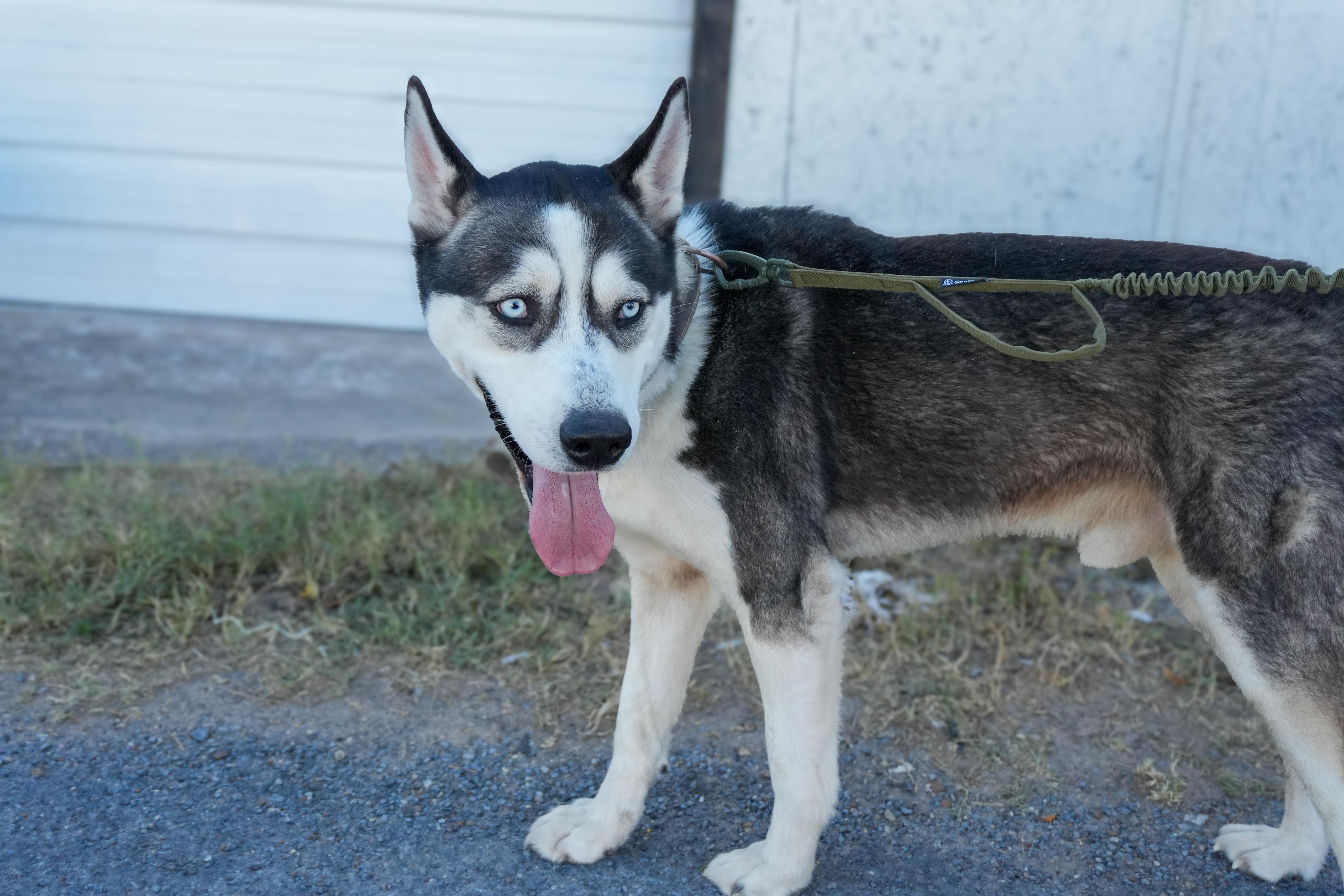 Enlarge Oreo, a ADOPTABLE Husky in MISSION, TX image 5/6