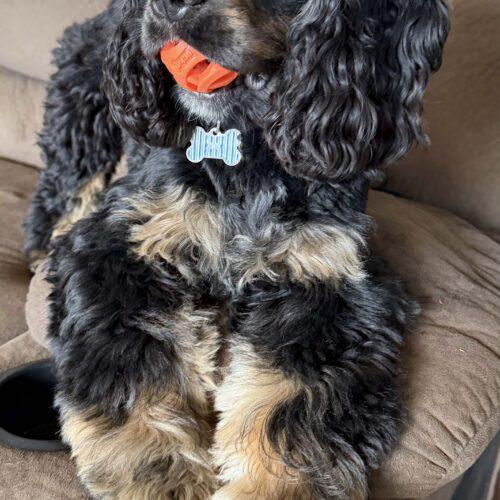 Enlarge Bentley K 26004, a Adoptable Cocker Spaniel in Parker, CO image 1/3