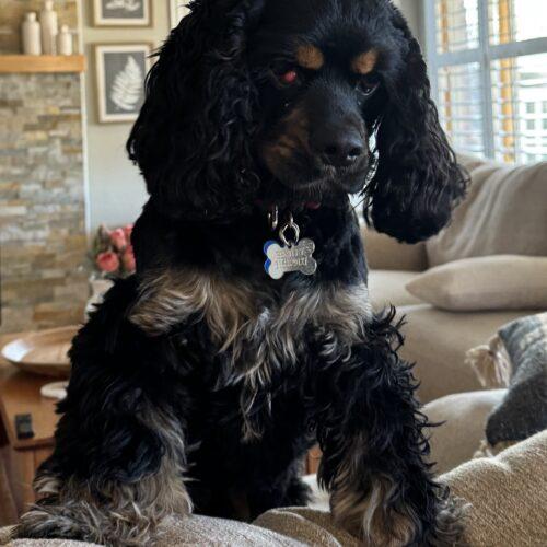 Enlarge Bentley K 26004, a Adoptable Cocker Spaniel in Parker, CO image 2/3