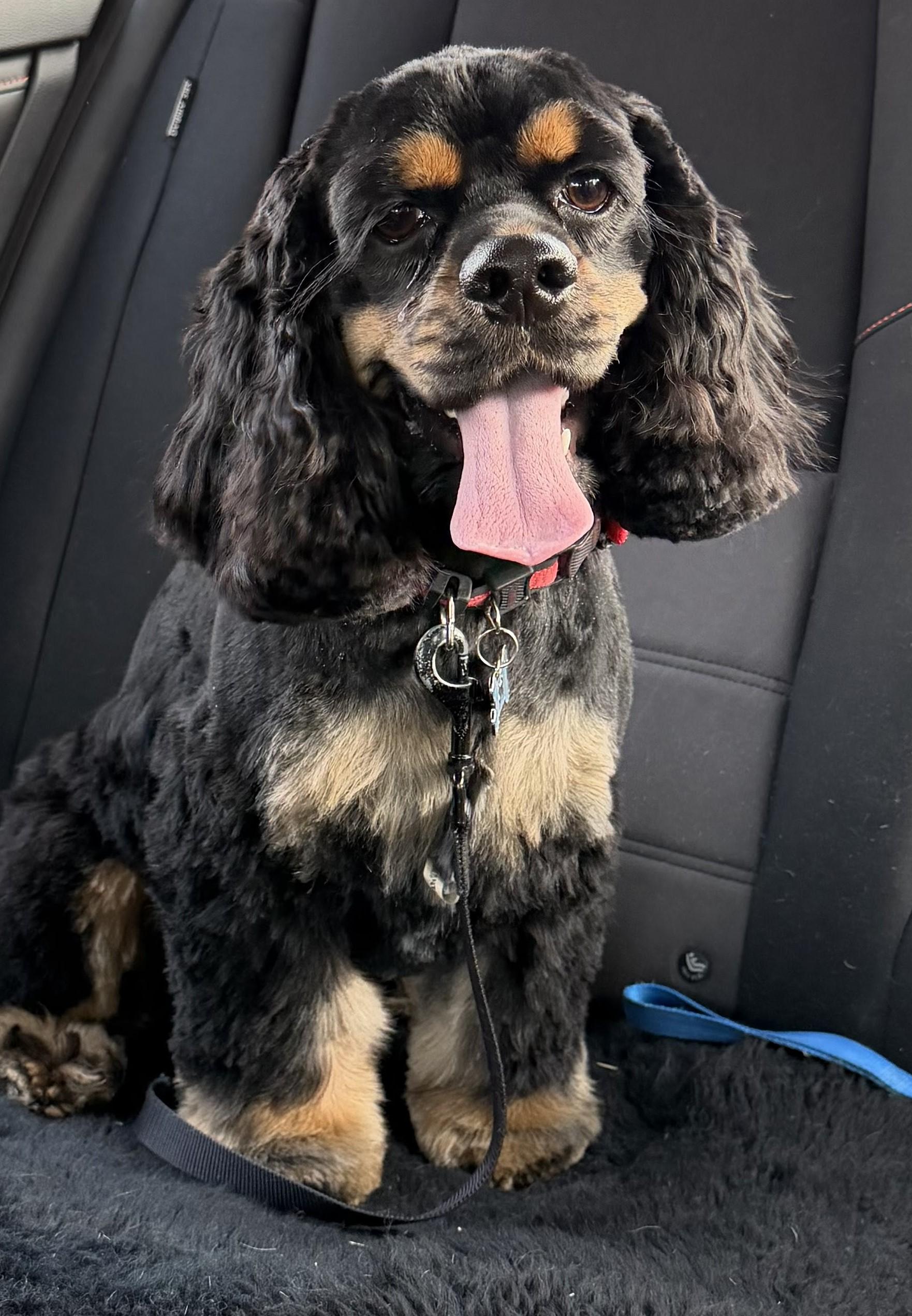 Enlarge Bentley K 26004, a Adoptable Cocker Spaniel in Parker, CO image 3/3