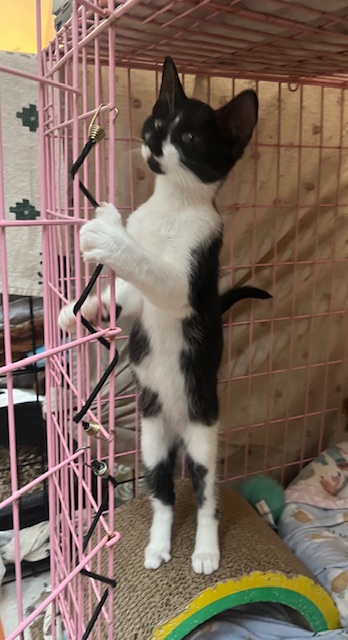 ECLIPSE, a Adoptable Domestic Short Hair in Spotsylvania, VA image 2/4