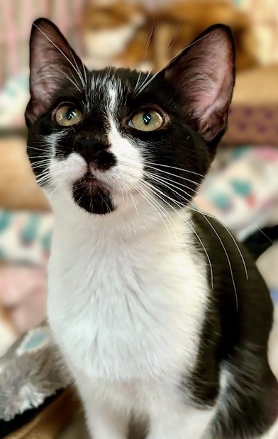 ECLIPSE, a Adoptable Domestic Short Hair in Spotsylvania, VA image 3/4