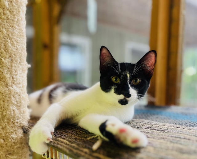 ECLIPSE, a Adoptable Domestic Short Hair in Spotsylvania, VA image 1/4