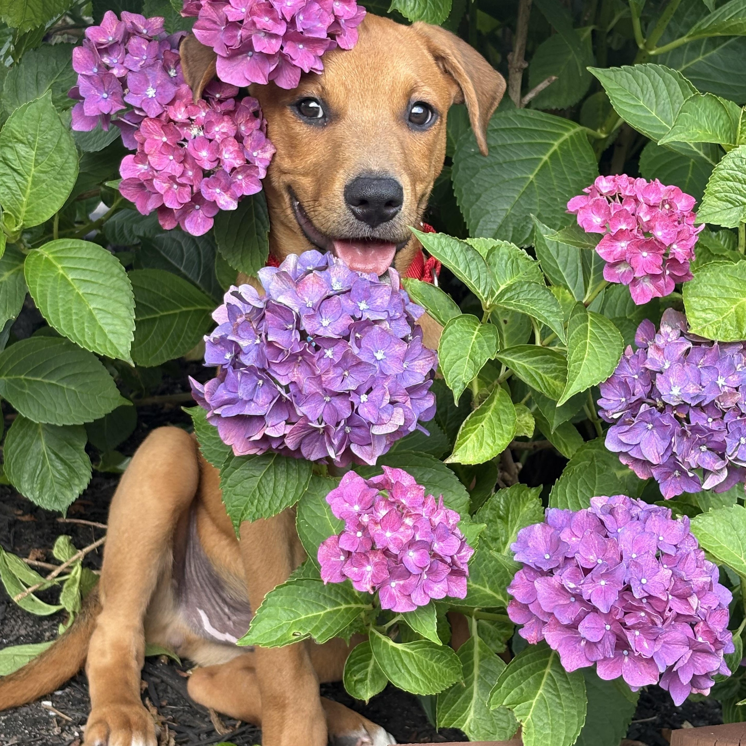 Arlo