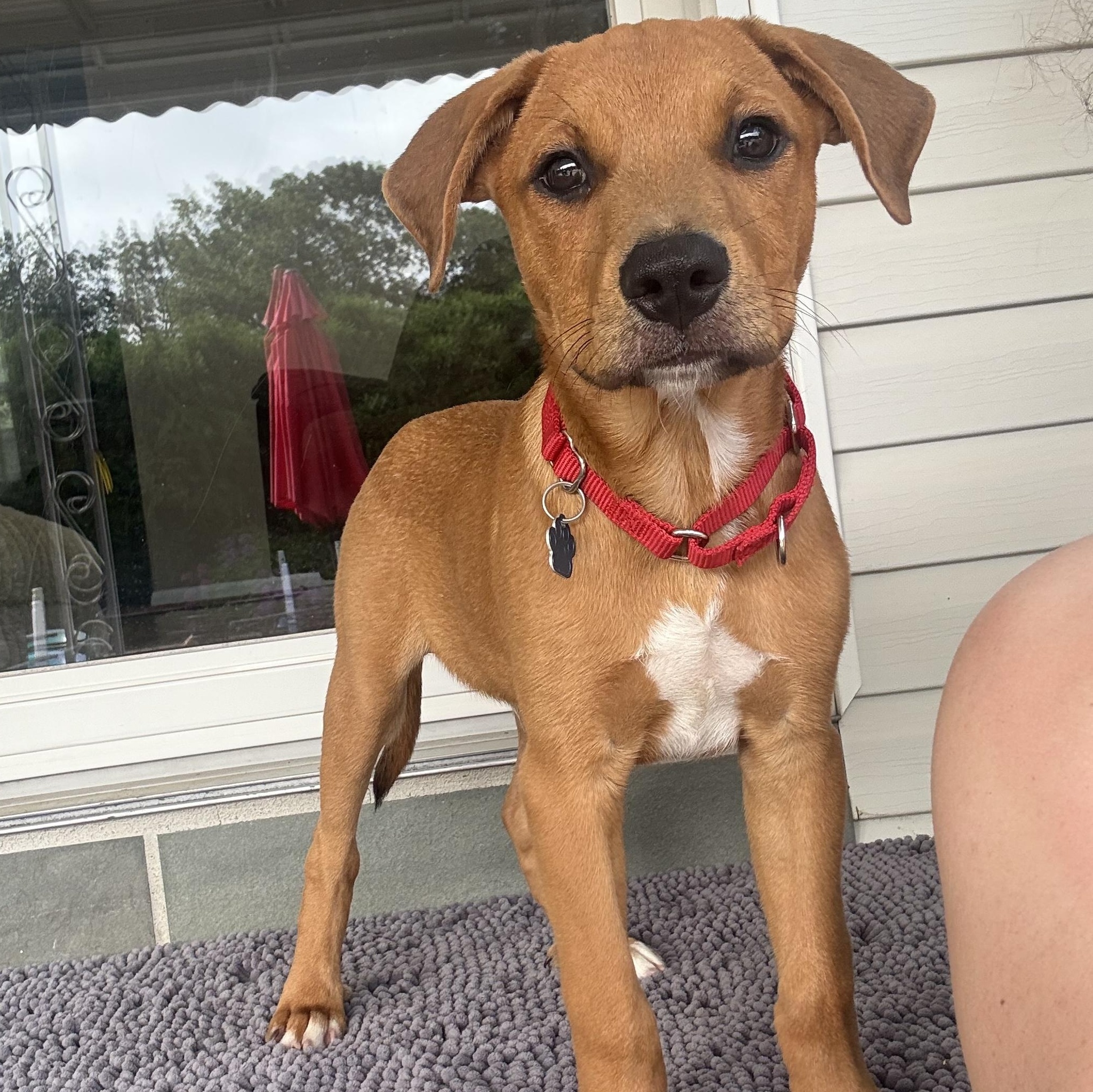 Arlo
