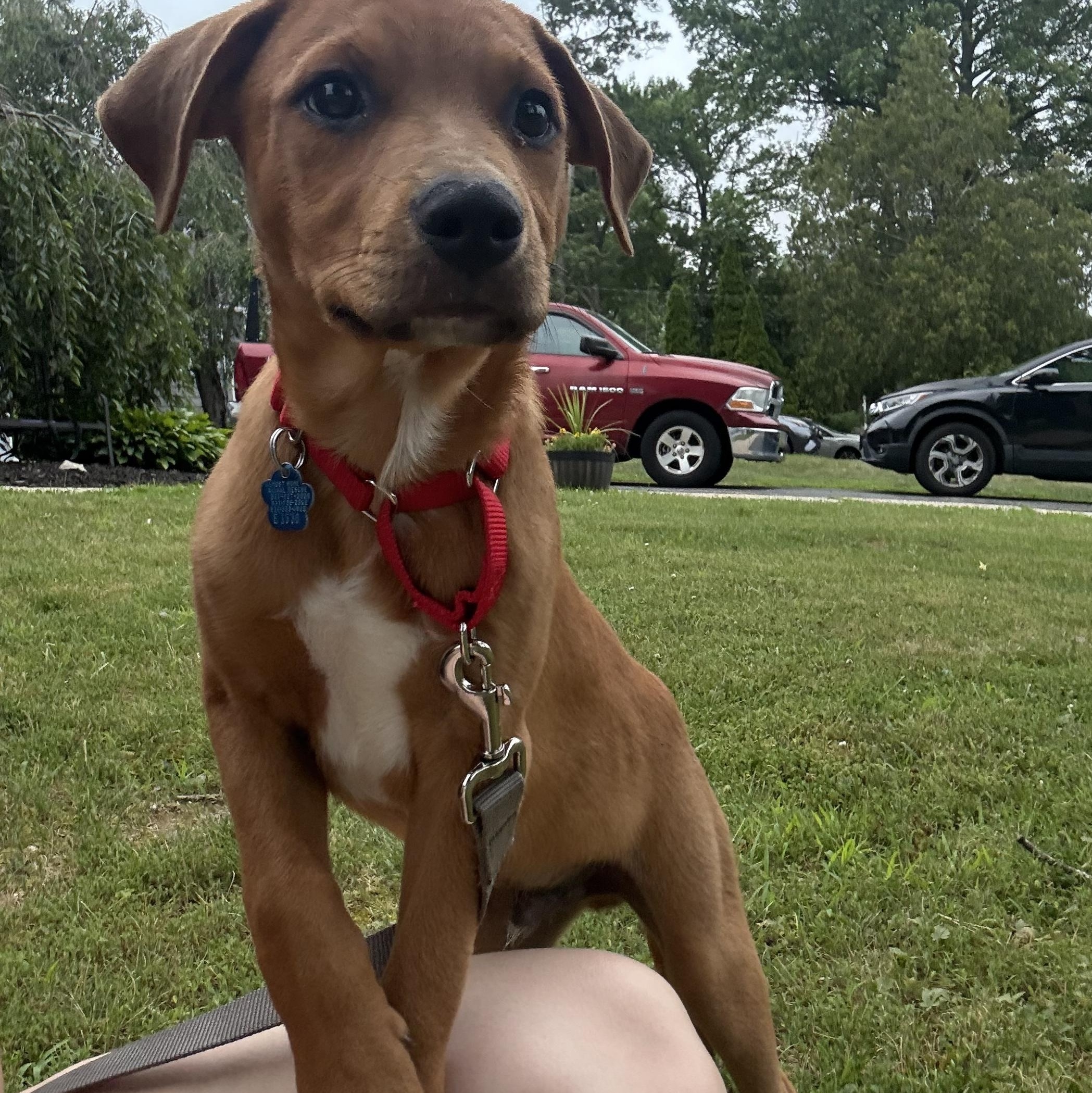 Arlo