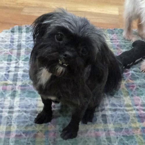 MIKEY, an adoption pending mixed breed in Trufant, MI image 3/4