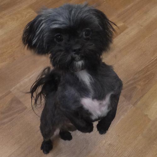 MIKEY, an adoption pending mixed breed in Trufant, MI image 2/4