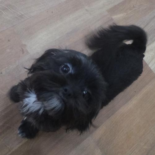 MIKEY, a Adoptable mixed breed in Trufant, MI image 2/4