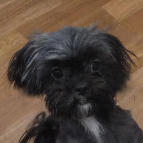 MIKEY, an adoption pending mixed breed in Trufant, MI image 1/4