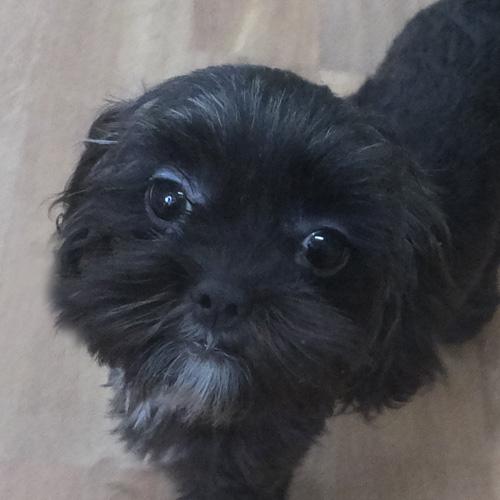 MIKEY, Adoptable, Young Male Shih Tzu & Poodle.