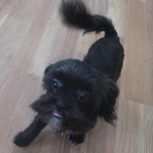 MIKEY, a Adoptable mixed breed in Trufant, MI image 3/4