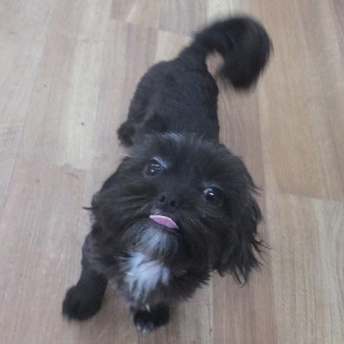 MIKEY, a Adoptable mixed breed in Trufant, MI image 4/4