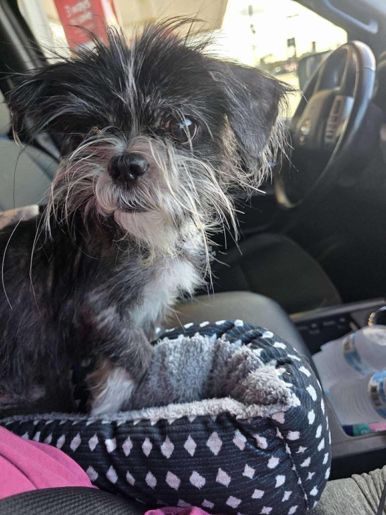 Enlarge Grinch Joey, a Adoptable Shih Tzu in College Station, TX image 1/6