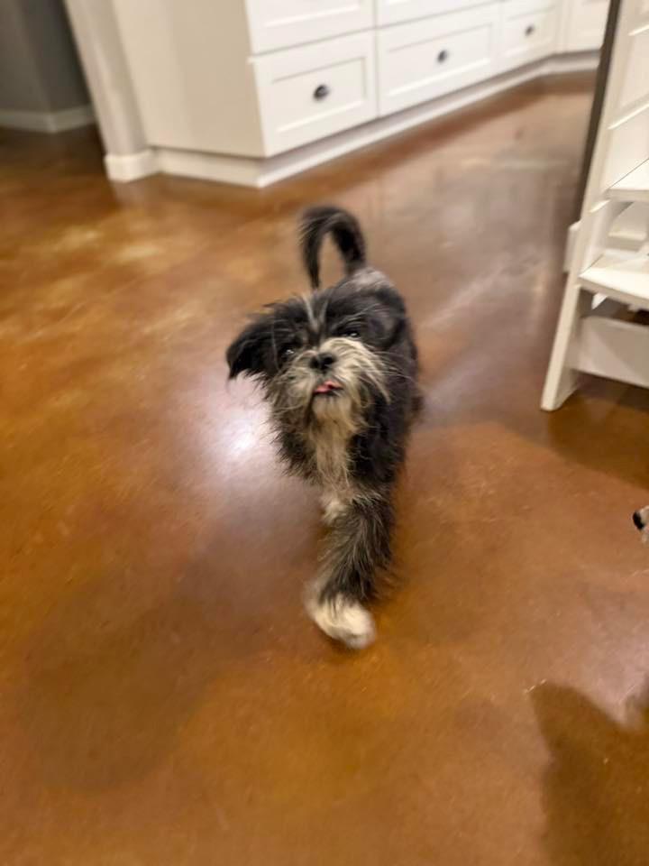 Grinch Joey, Adoptable, Adult Male Shih Tzu.