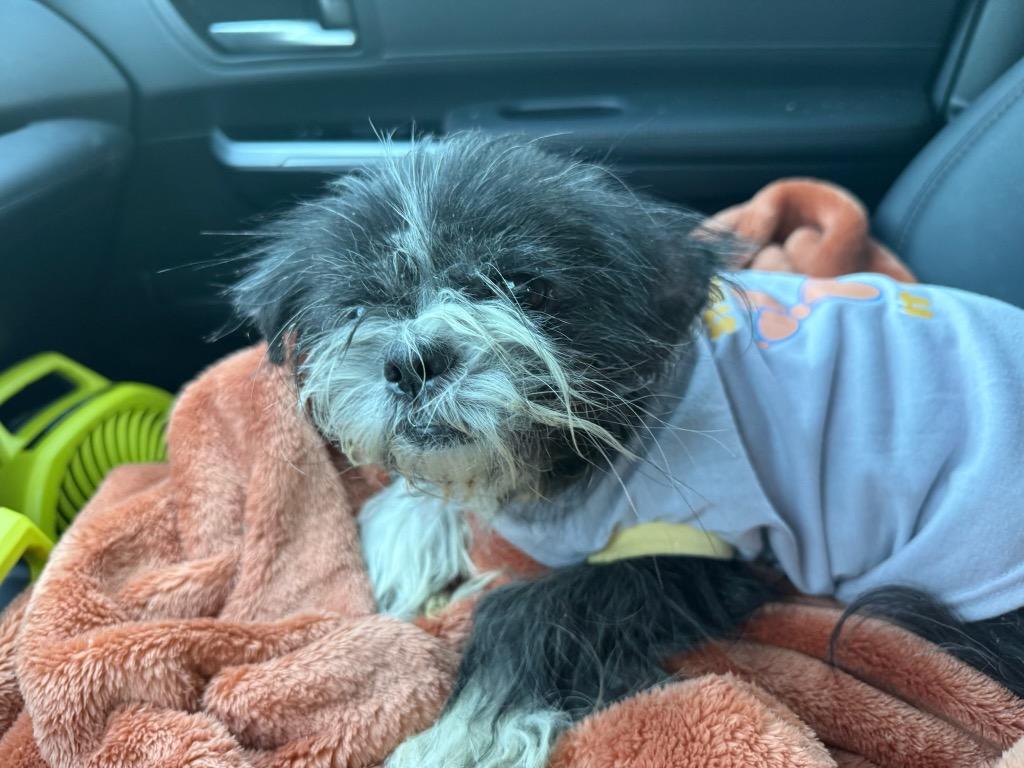 Enlarge Grinch Joey, a Adoptable Shih Tzu in College Station, TX image 2/6