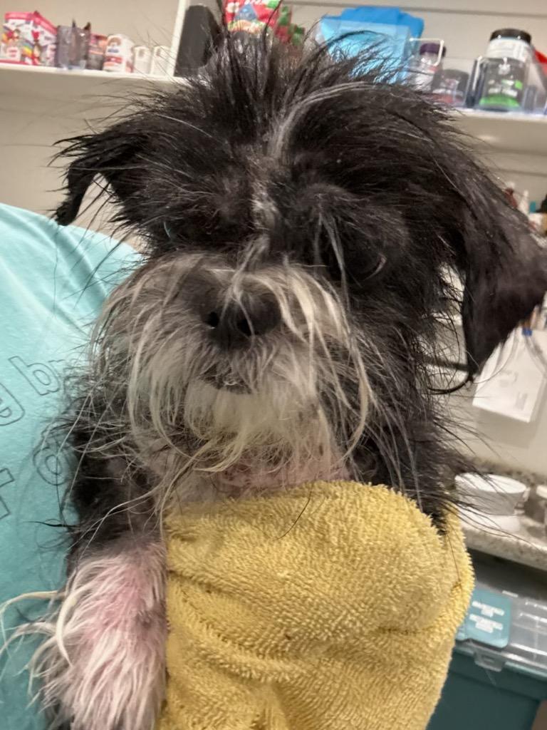 Enlarge Grinch Joey, a Adoptable Shih Tzu in College Station, TX image 3/6