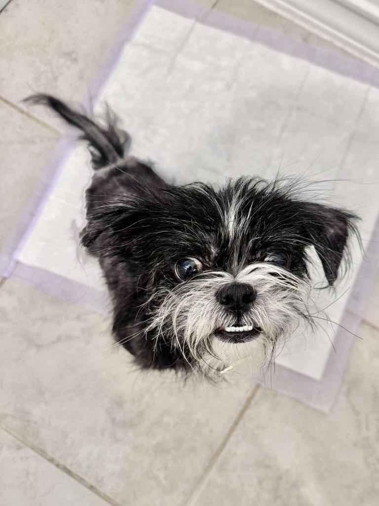 Enlarge Grinch Joey, a Adoptable Shih Tzu in College Station, TX image 5/6