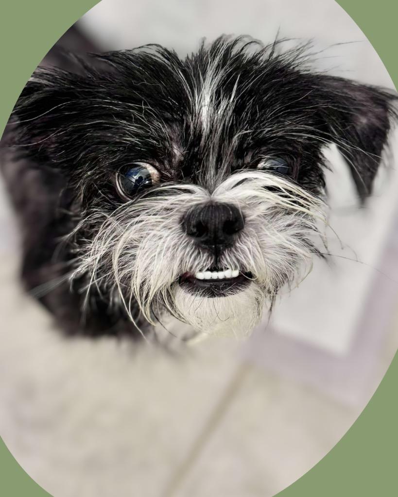 Enlarge Grinch Joey, a Adoptable Shih Tzu in College Station, TX image 6/6