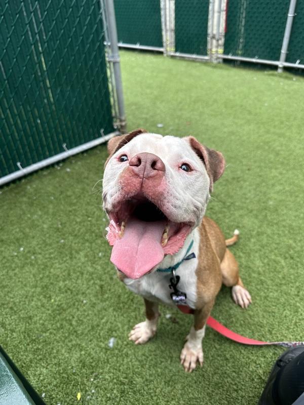 Enlarge Champ, a Adoptable mixed breed in New York, NY image 1/6