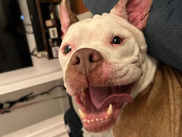 Enlarge Champ, a Adoptable mixed breed in New York, NY image 2/6