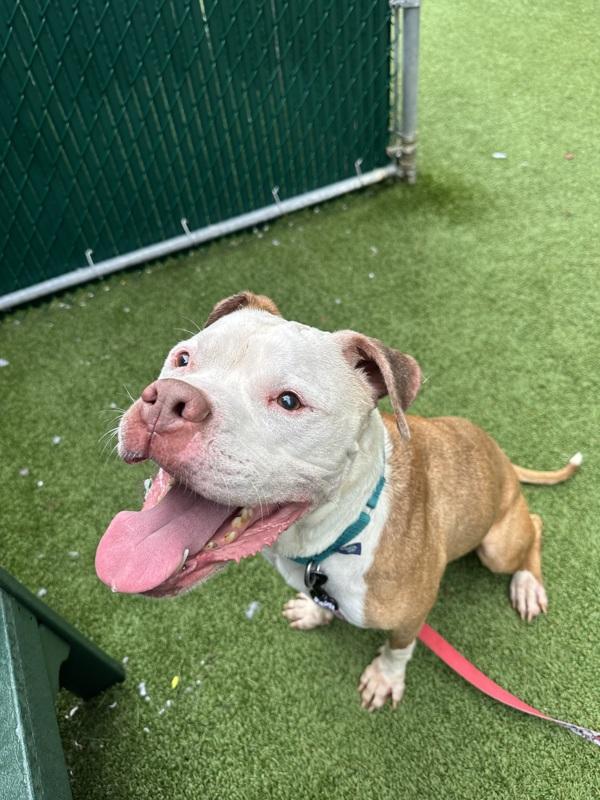 Enlarge Champ, a Adoptable mixed breed in New York, NY image 3/6