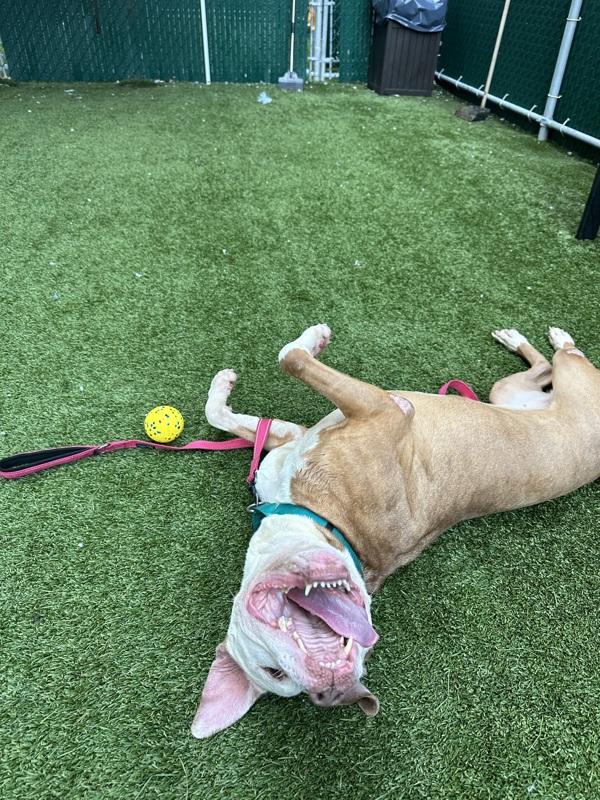 Champ, Adoptable, Senior Male Mixed Breed.