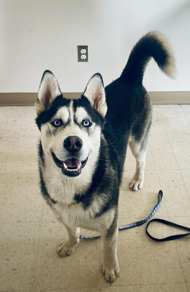 Dean, Adoptable, Young Male Husky.
