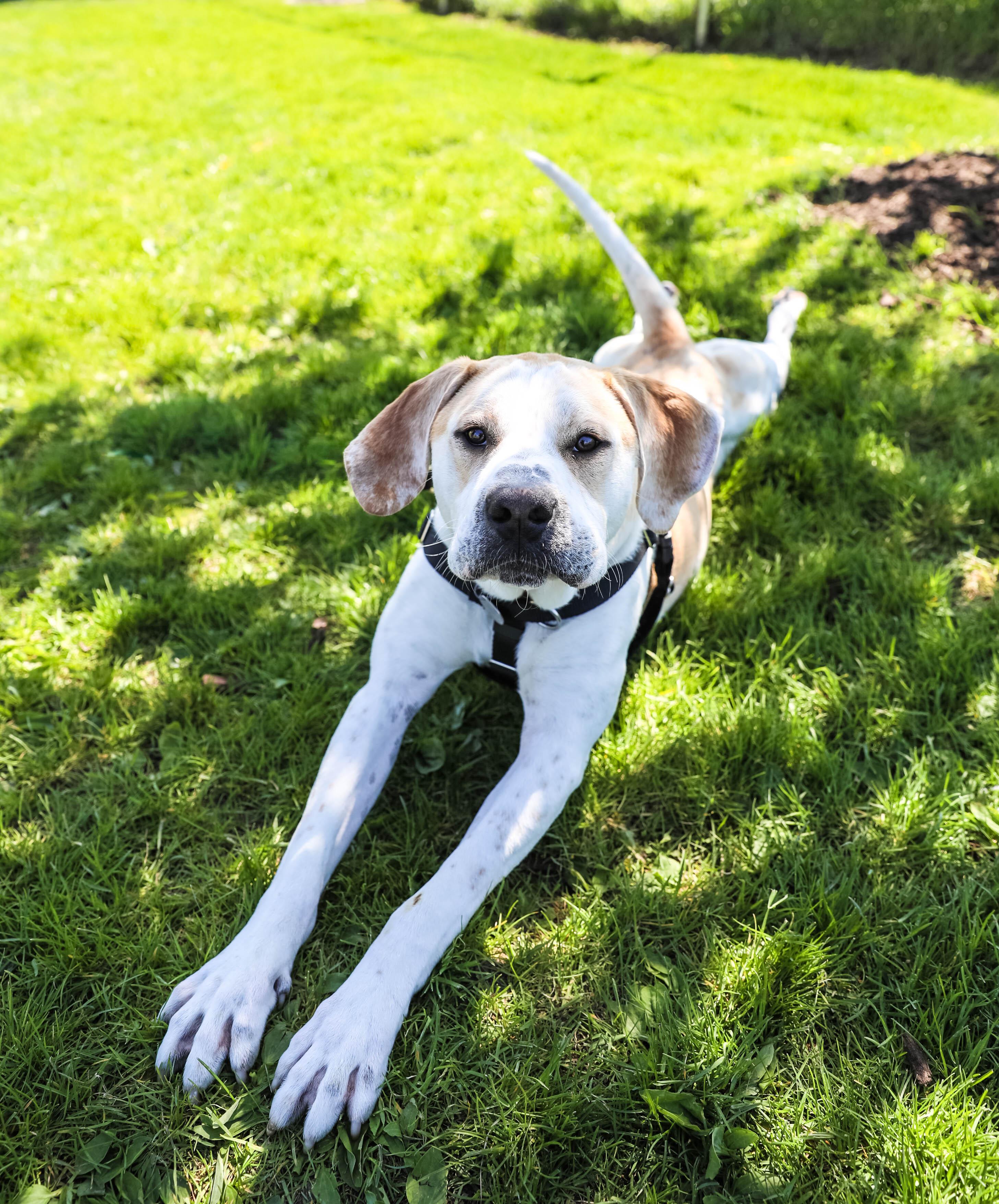 Enlarge Buck, a ADOPTABLE Coonhound in Pontiac, MI image 1/4