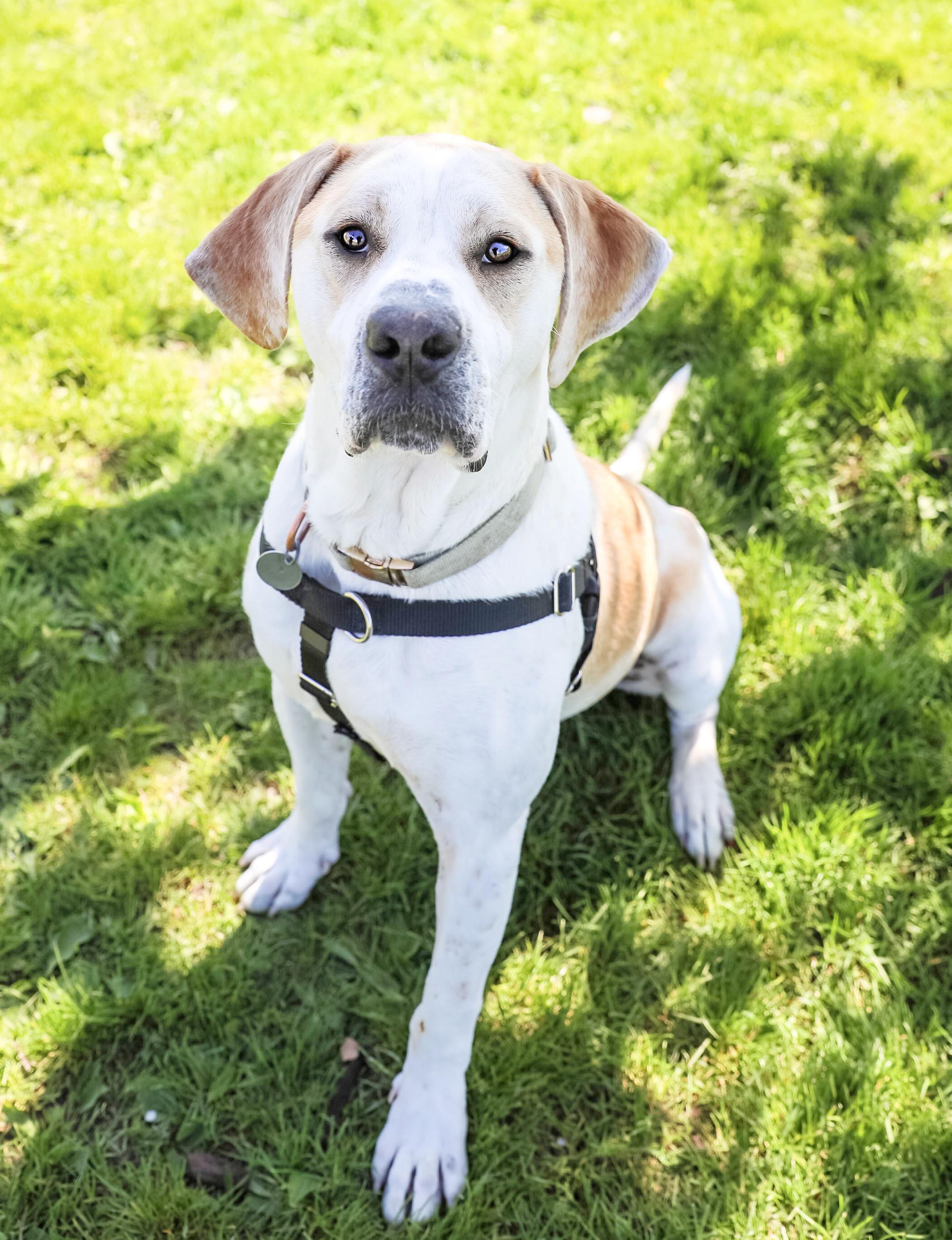Enlarge Buck, a ADOPTABLE Coonhound in Pontiac, MI image 3/4