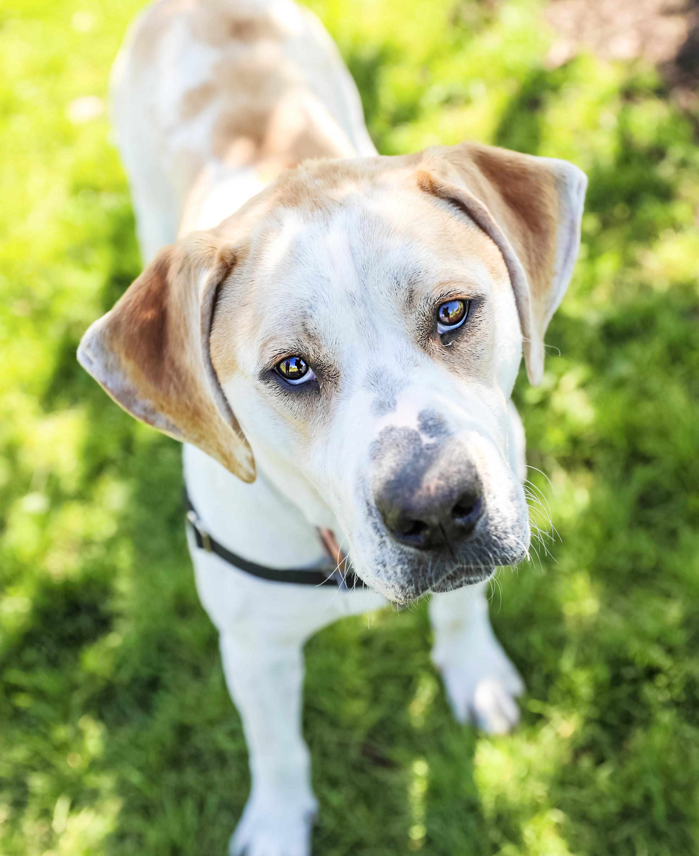 Enlarge Buck, a ADOPTABLE Coonhound in Pontiac, MI image 2/4