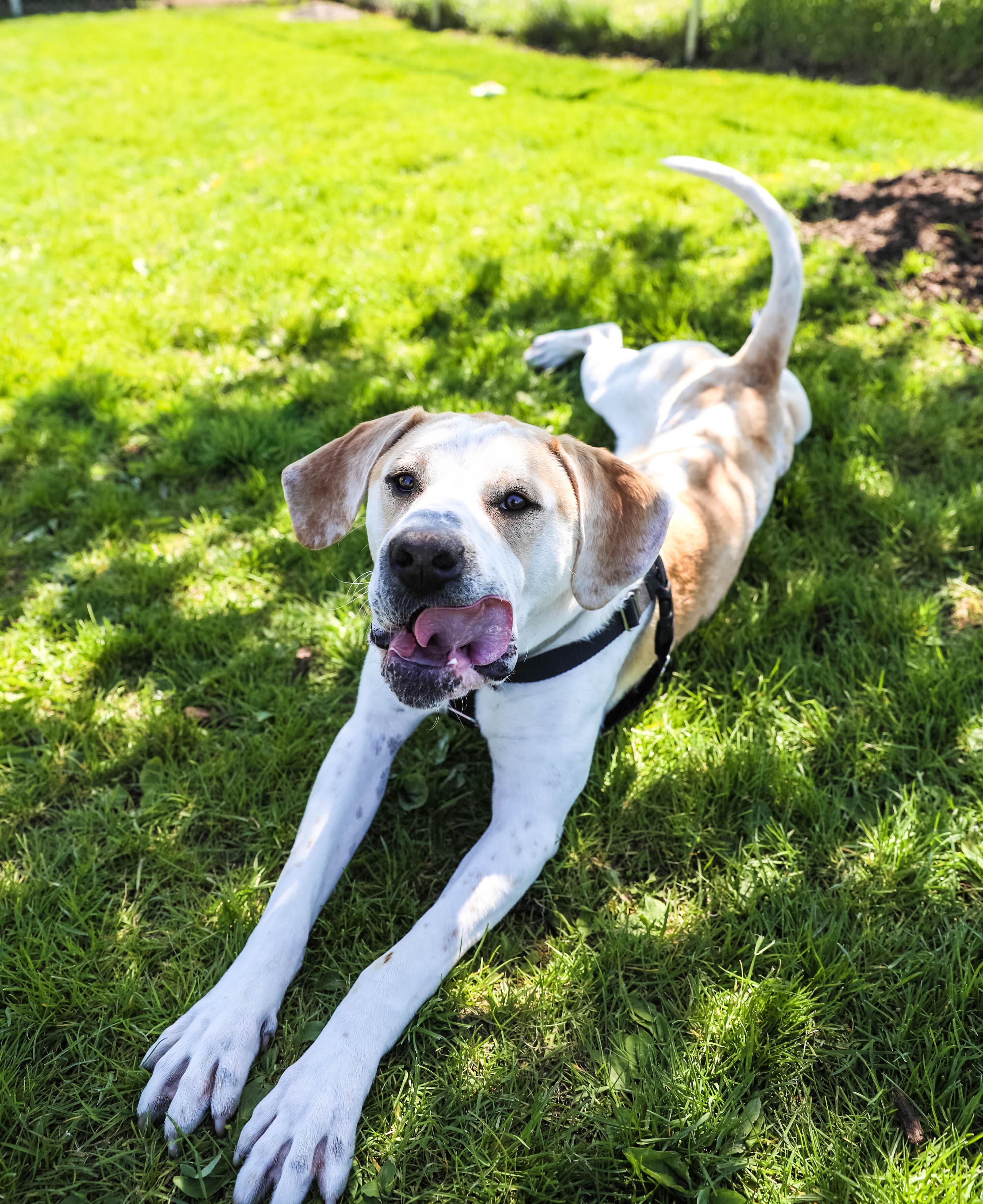 Enlarge Buck, a ADOPTABLE Coonhound in Pontiac, MI image 4/4