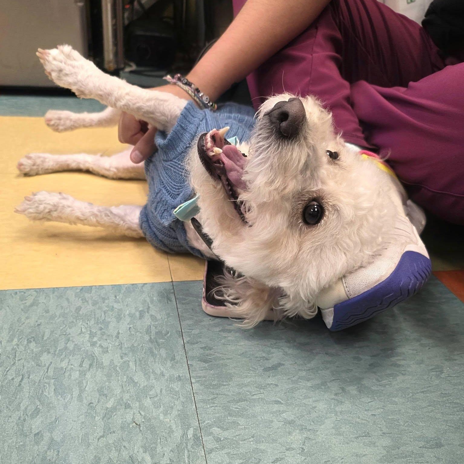 Clayton, an adopted mixed breed in Wheeling, IL image 6/6