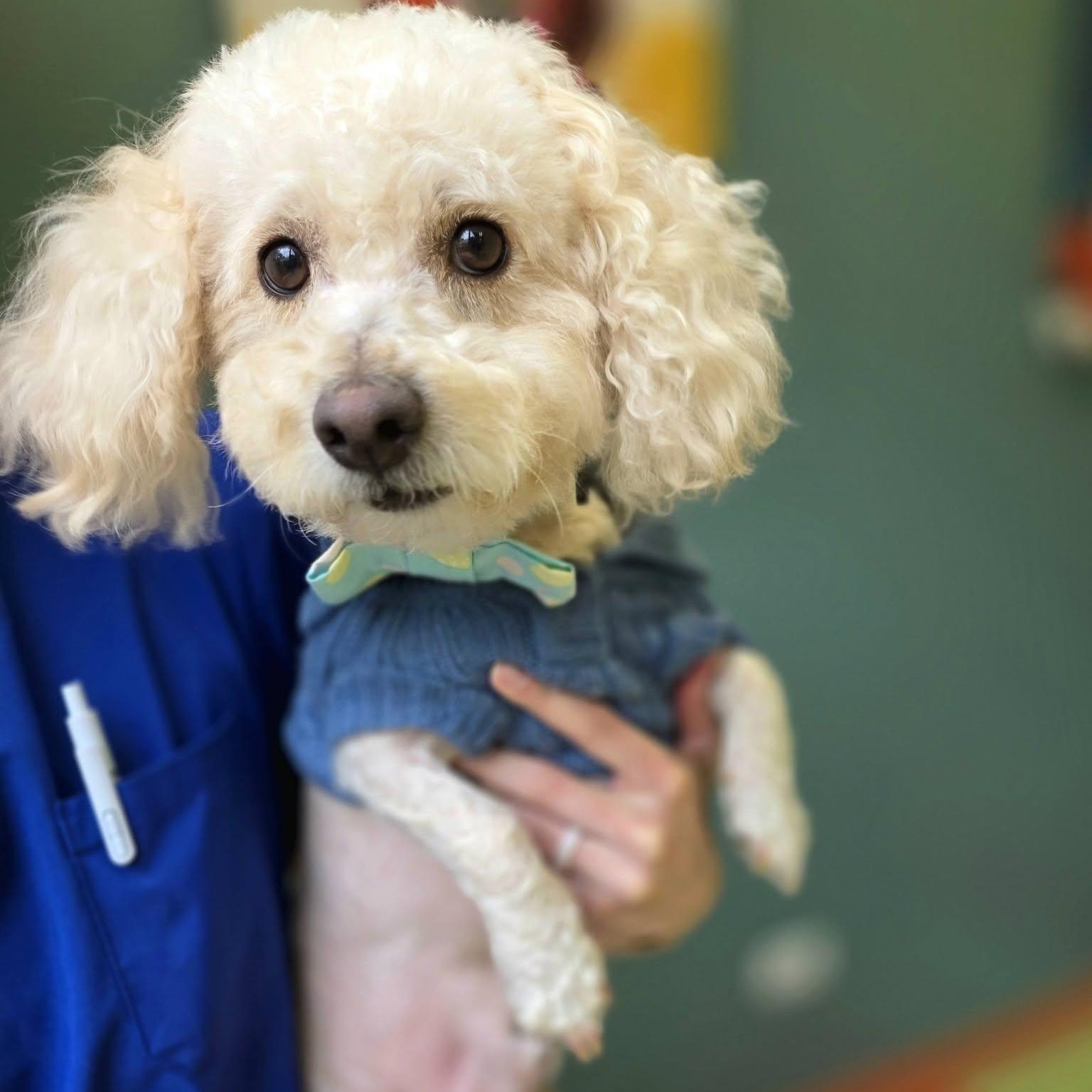 Clayton, an adopted mixed breed in Wheeling, IL image 2/6
