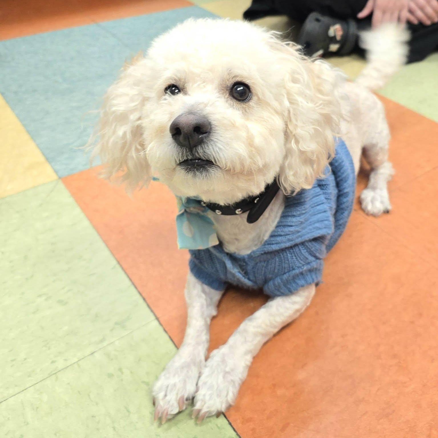 Clayton, an adopted mixed breed in Wheeling, IL image 1/6