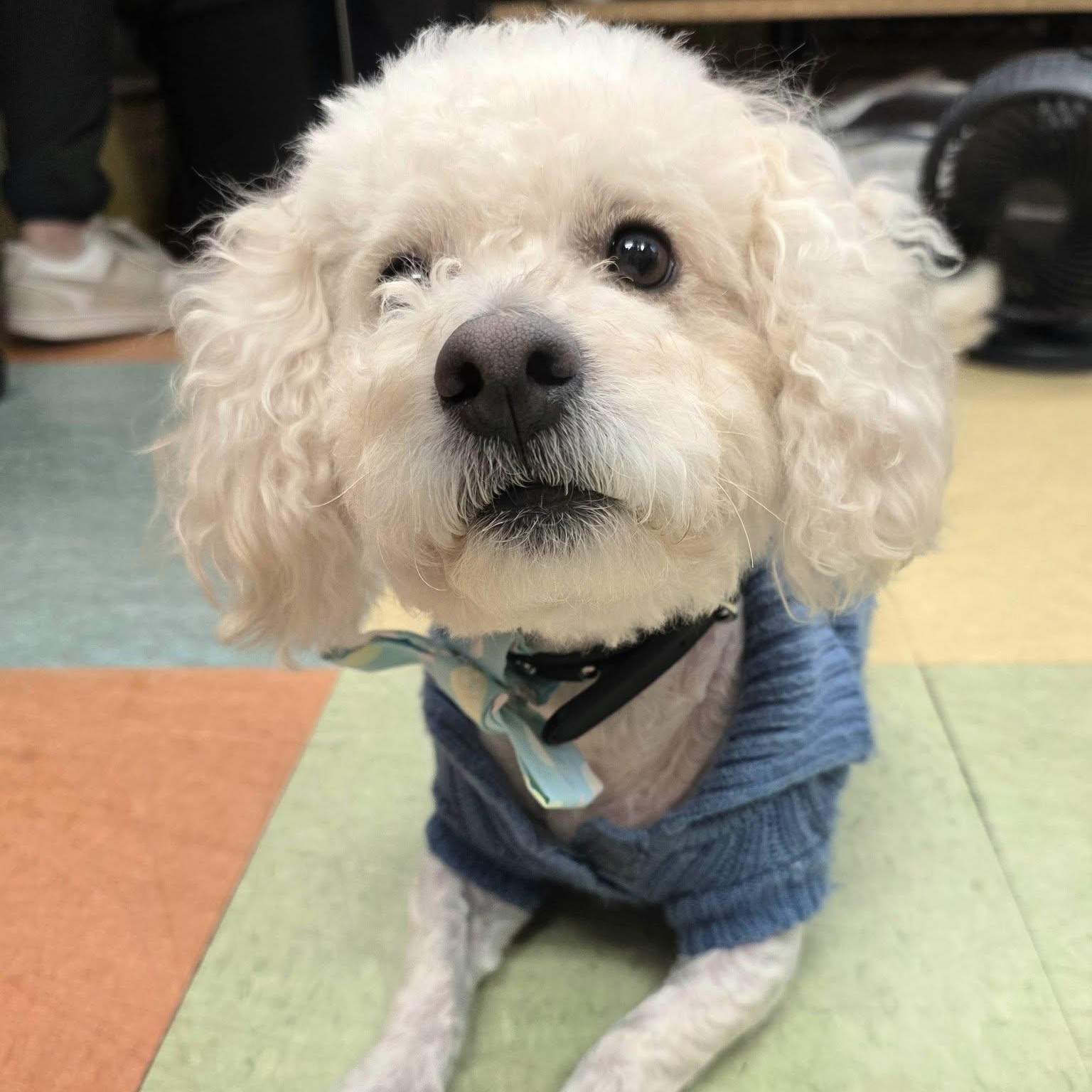 Clayton, an adopted mixed breed in Wheeling, IL image 5/6