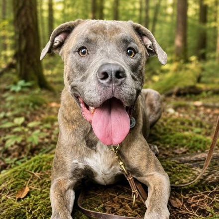 Tiger, a Adoptable mixed breed in St. Petersburg, FL image 1/6