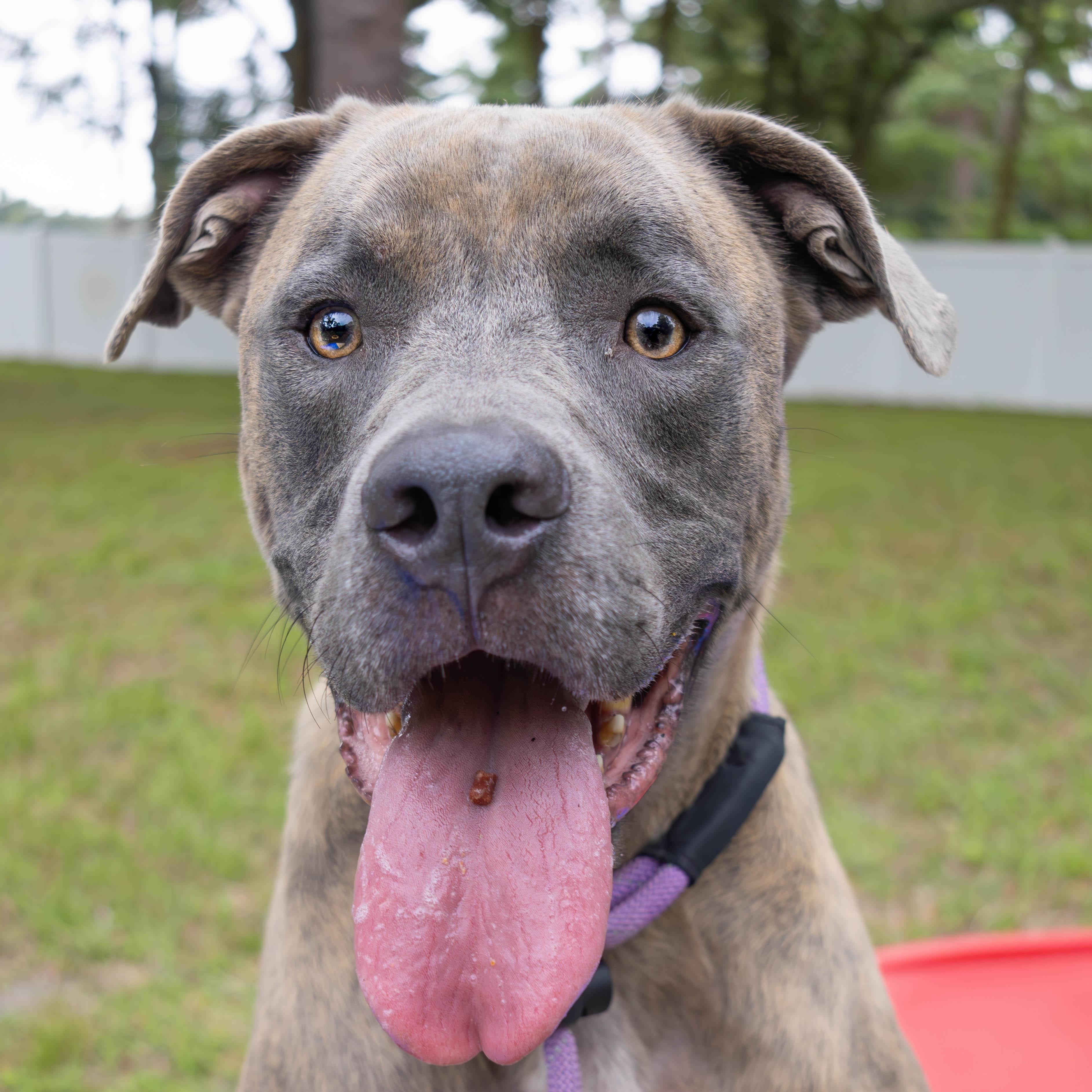 Tiger, a Adoptable mixed breed in St. Petersburg, FL image 2/6
