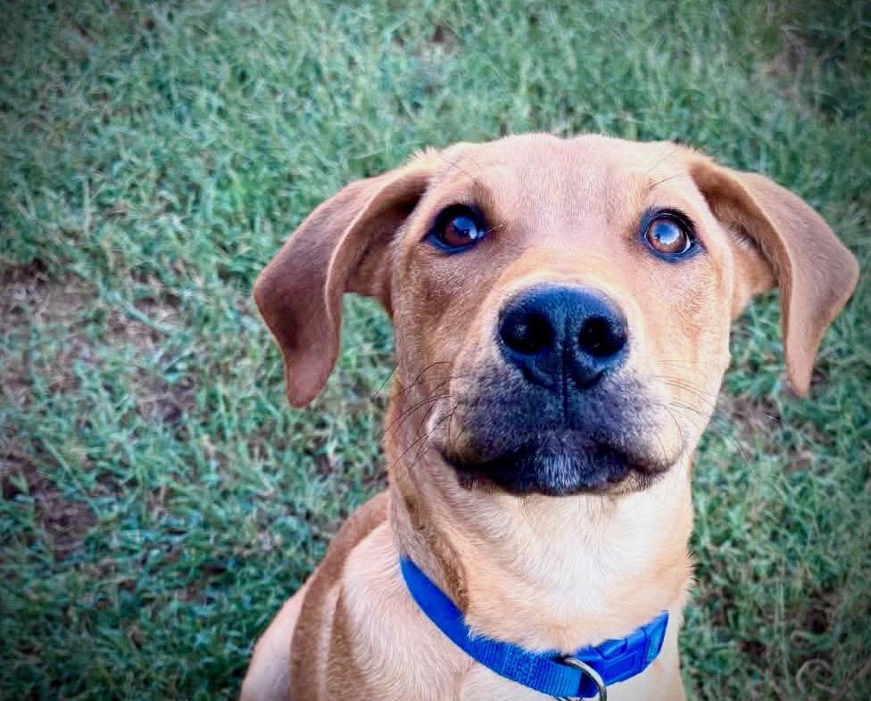 Enlarge Ralphie, a Adoptable mixed breed in Powell, TN image 3/6