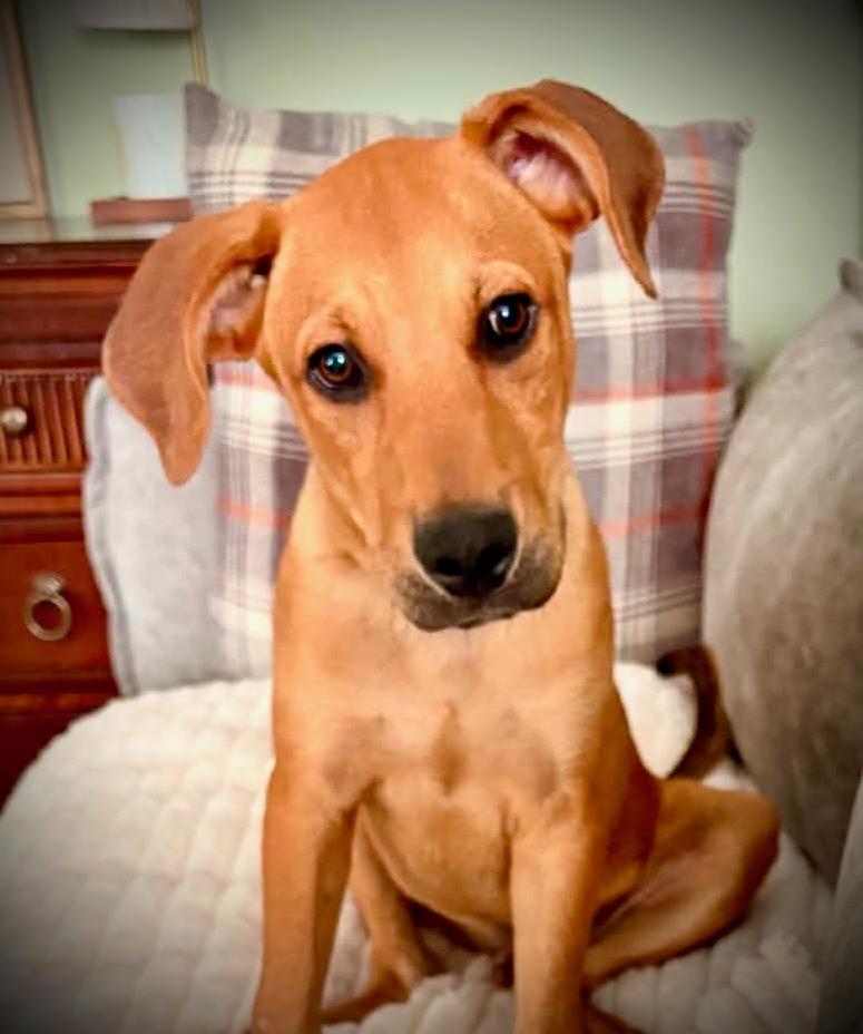 Enlarge Ralphie, a Adoptable mixed breed in Powell, TN image 5/6